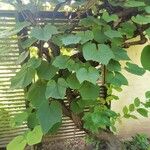 Vitis coignetiae عادت داشتن