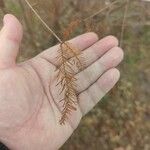 Taxodium distichumDeilen