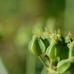 Smyrnium olusatrum Fruit