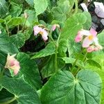 Begonia chitoensis Flor