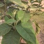 Solanum erianthum Leaf