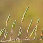 Salicornia perennis Ліст