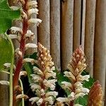 Orobanche hederae Кветка