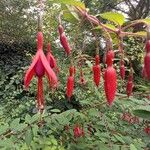 Fuchsia magellanica പുഷ്പം