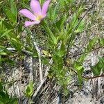 Sabatia campestris Leaf