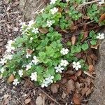 Bacopa repens Агульны выгляд