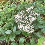 Eurybia macrophylla Virág