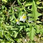 Solanum carolinenseКветка