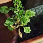 Amaranthus blitum पत्ता