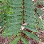 Zanthoxylum rhoifolium पत्ता