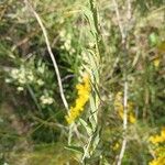 Solidago chilensis Leaf