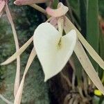 Brassavola acaulis 花