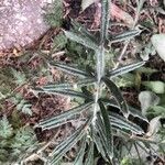 Cirsium odontolepis Leaf