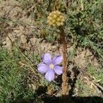 Linum lewisii Flower