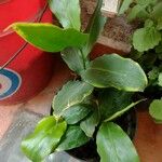 Hedychium gardnerianum Leaf