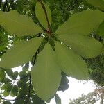 Magnolia macrophylla Leaf