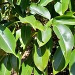 Syzygium cumini Leaf