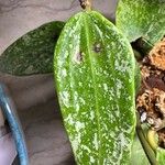 Hoya macrophylla Leaf