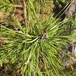 Pinus clausa Floare