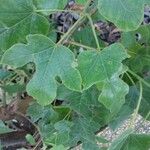 Brachychiton bidwillii Lapas