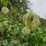 Clematis lasiantha Fruit