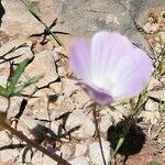 Malva cretica 花