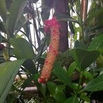 Anthurium bakeri Fruit
