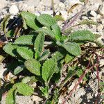 Stachys maritima Natur