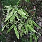 Epidendrum chlorocorymbos Агульны выгляд