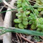 Sedum albumBlad