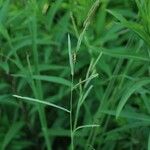 Paspalum urvillei Feuille