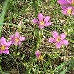 Sabatia campestris Alkat (teljes növény)