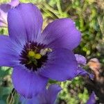 Eustoma exaltatum Cvet