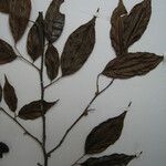 Casearia decandra Otro