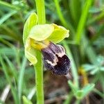 Ophrys × brigittae Flower