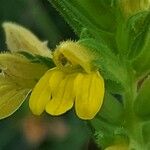 Parentucellia viscosa Λουλούδι