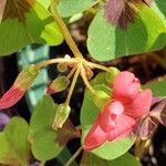 Oxalis tetraphylla 花