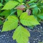 Toxicodendron radicans Листок