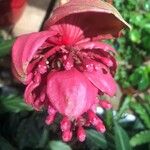 Medinilla magnifica Квітка