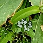Valerianella locusta Flower