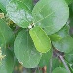 Ziziphus spina-christi Yaprak