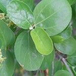 Ziziphus spina-christi Fuelha