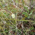 Spiranthes romanzoffiana Habit