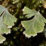 Hymenophyllum pallidum