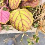 Plectranthus verticillatus Hoja