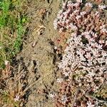 Sedum anglicum Costuma