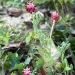 Platycapnos spicata 花