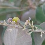 Vitex trifolia Frucht