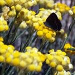 Helichrysum stoechasЦвят