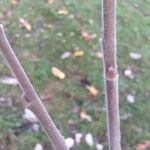 Salix hookeriana 樹皮